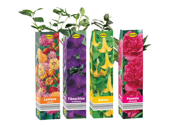 Sommarblommor