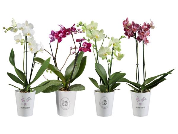Phalaenopsis