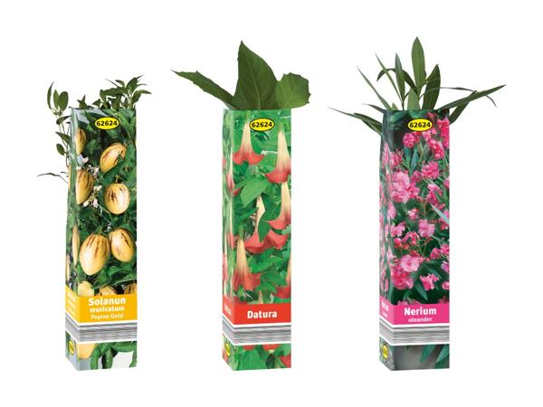 Plantes estivales