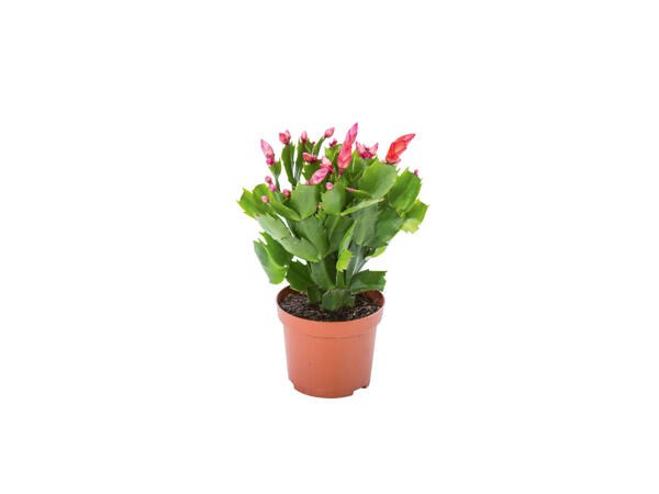 Cactus de Noël