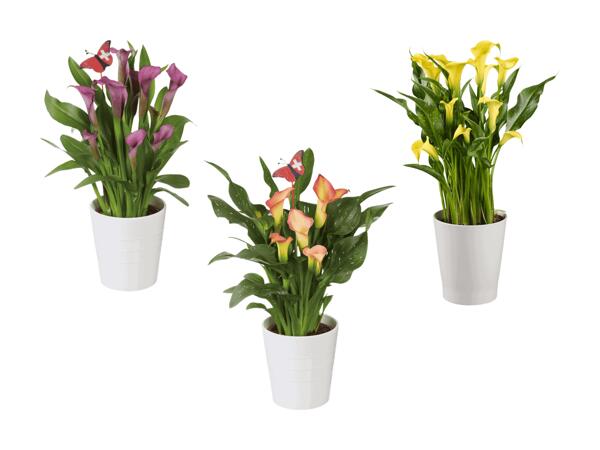 Calla dans un pot en céramique pour le 1er août