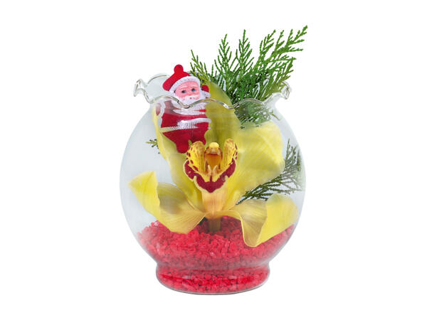 Cymbidium, 1 Flower