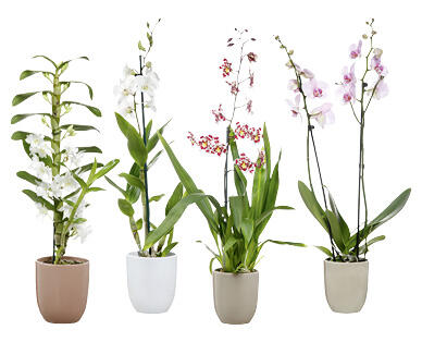 SÉLECTION D'ORCHIDÉES