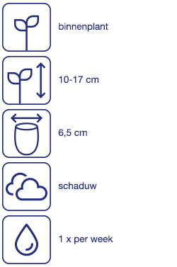 Miniplanten, 3 st.