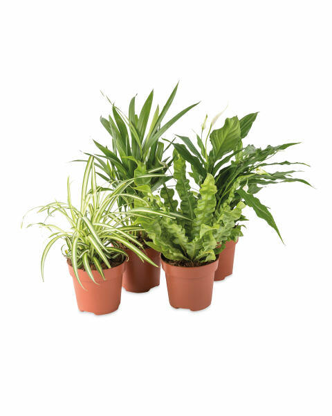 Air So Pure Plants