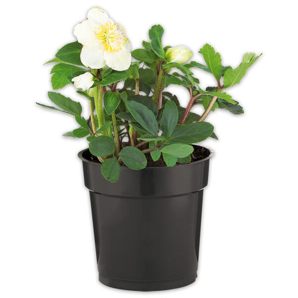 Christrose