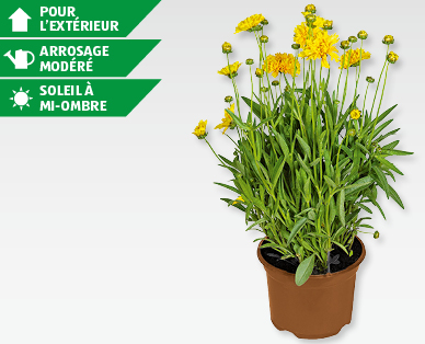 Plante solitaire