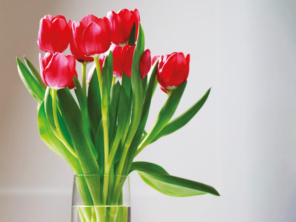 Tulipaner