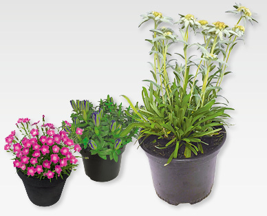 Mélange de plantes alpines GARDENLINE(R)
