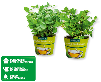 Erbe aromatiche da tisana GARDENLINE(R)