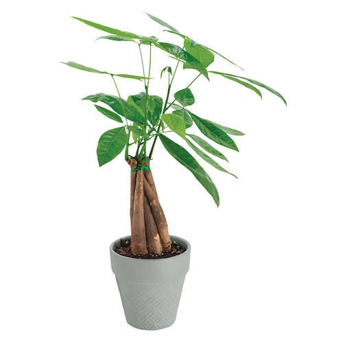 5" Money Tree