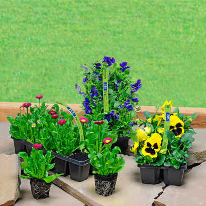 Forårsblomster