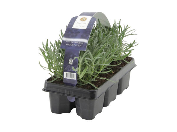 Lavendel 6'er bakke