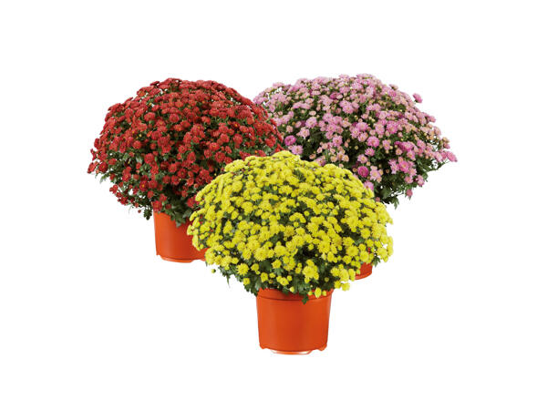 Bollkrysantemum