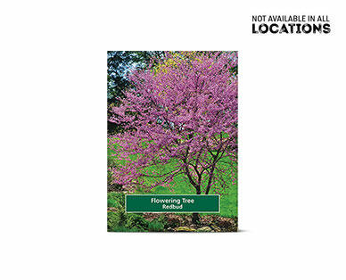 Gardenline Shade or Ornamental Tree