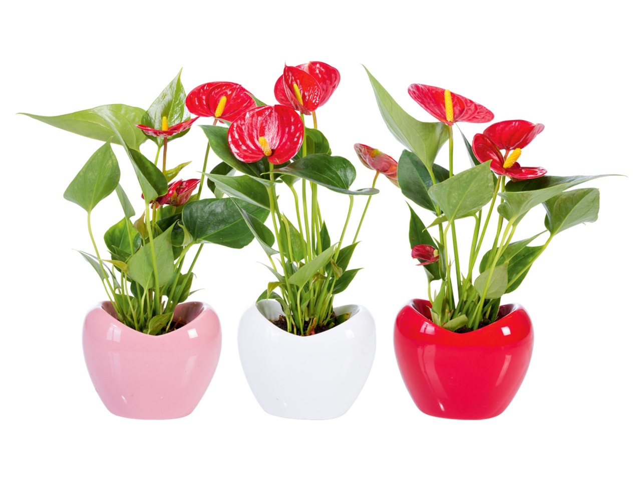 ROSENKALLA I KERAMIKKRUKA