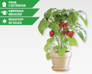 Plante potagère avec des fruits naissants