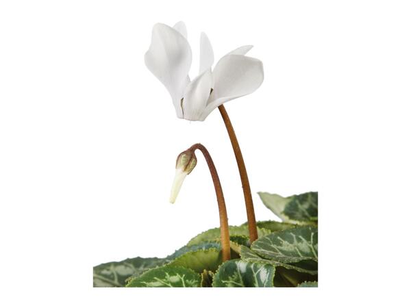 British Cyclamen