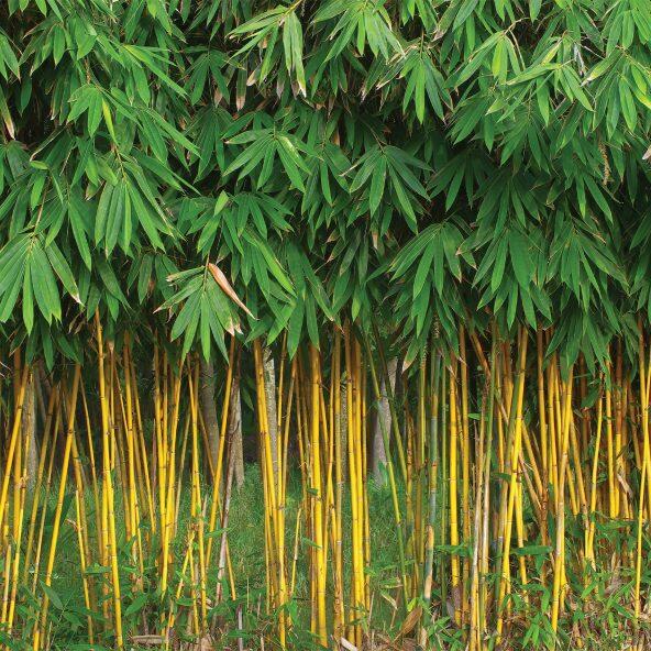 Bambou ou glycine