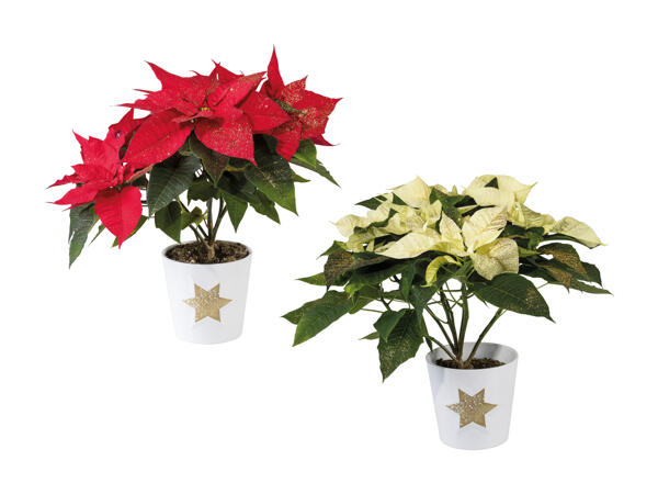 Poinsettia dans un pot en céramique