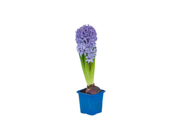 Potted Hyacinth