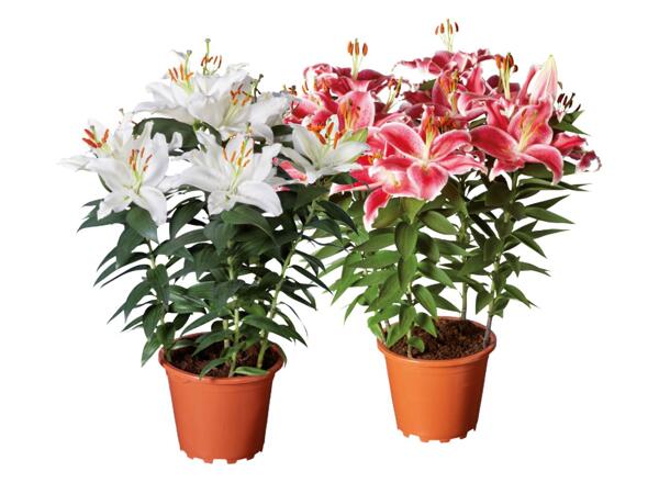 Oriental lily