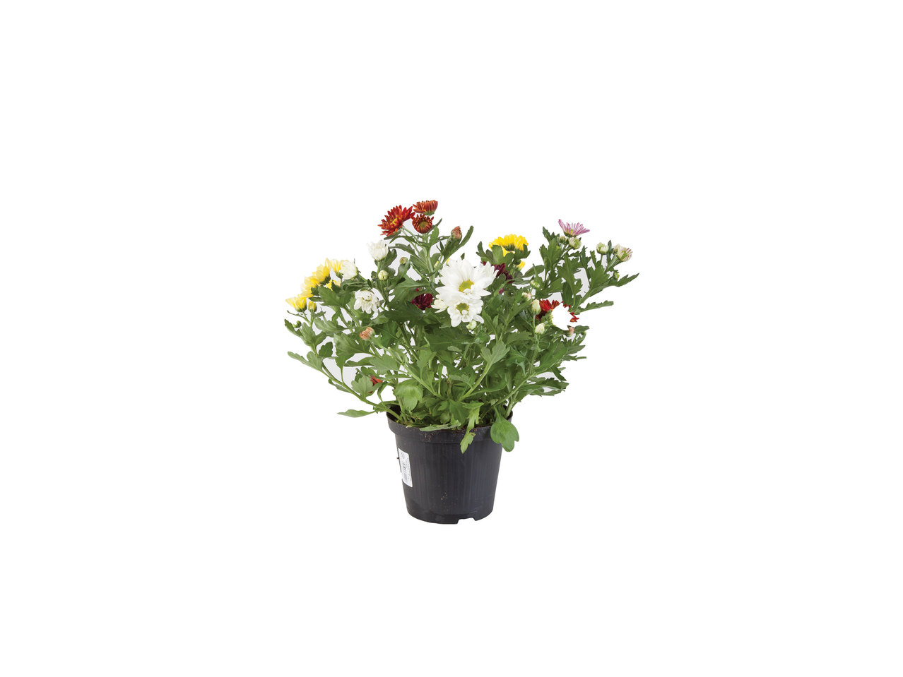 Chrysantheme