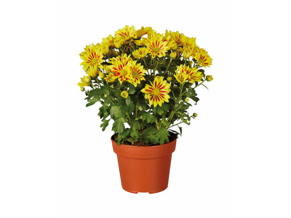 Chrysanthèmes " Elle Fleur "