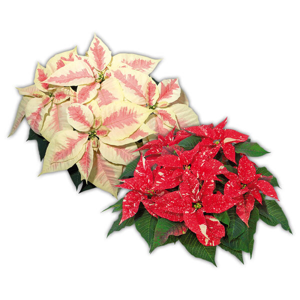 Weihnachtsstern