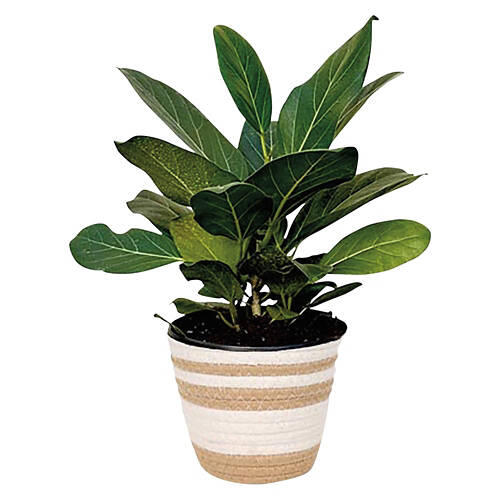 6 " Premium Foliage - Assorted Varieties