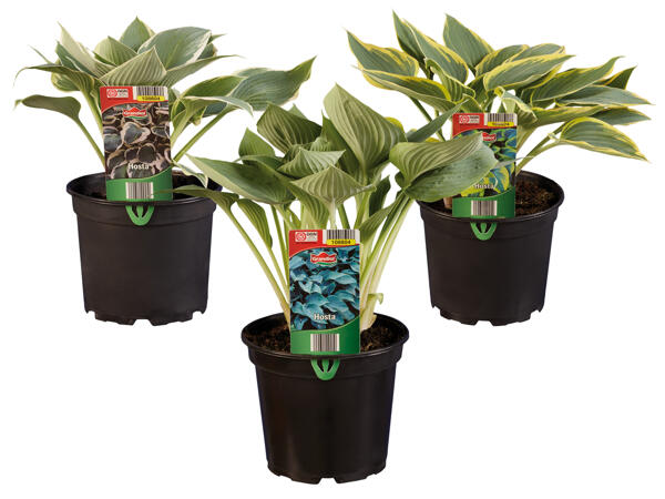 Hosta