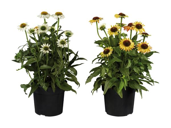 Echinacea