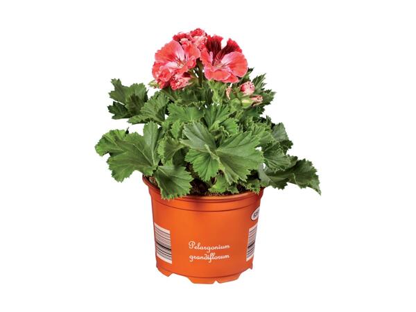English Geranium