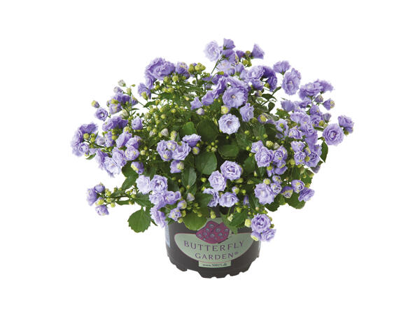 Klokkeblomst