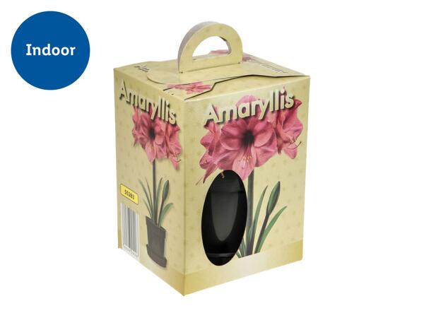 Grow Your Own Amaryllis