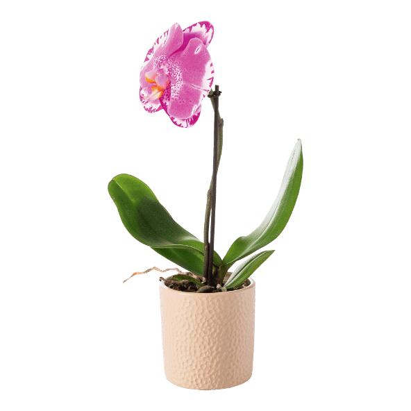 Orchidée