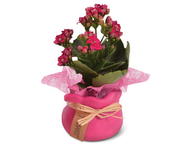 Mini Kalanchoe