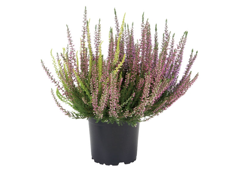 Dual Colour Heather