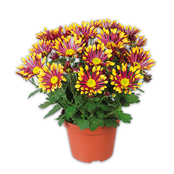 Spinnen Chrysantheme