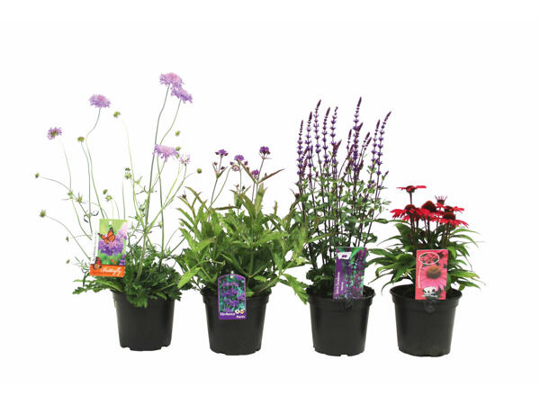 Plante vivace