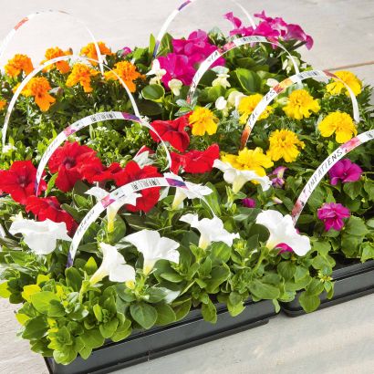 Plantes de parterre, 8 pcs