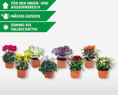 Herbstlicher Blühmix
