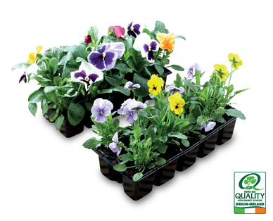 Irish Grown Autumn Bedding Plants