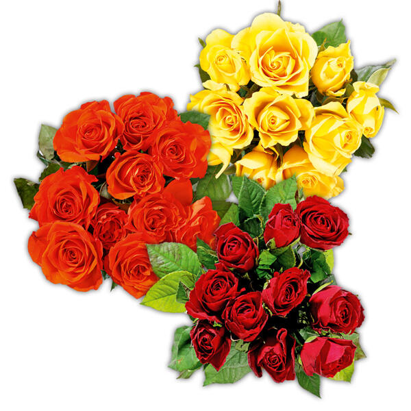 FAIRTRADE(R) Rosen
