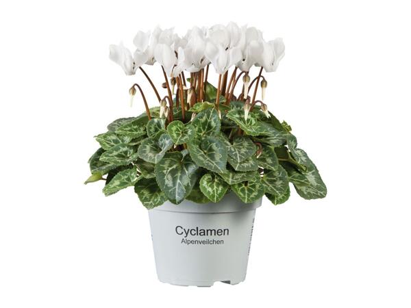 British Cyclamen