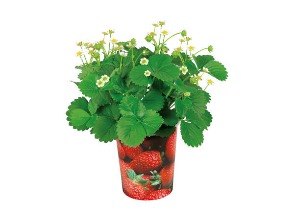 Frugtplanter i bæger