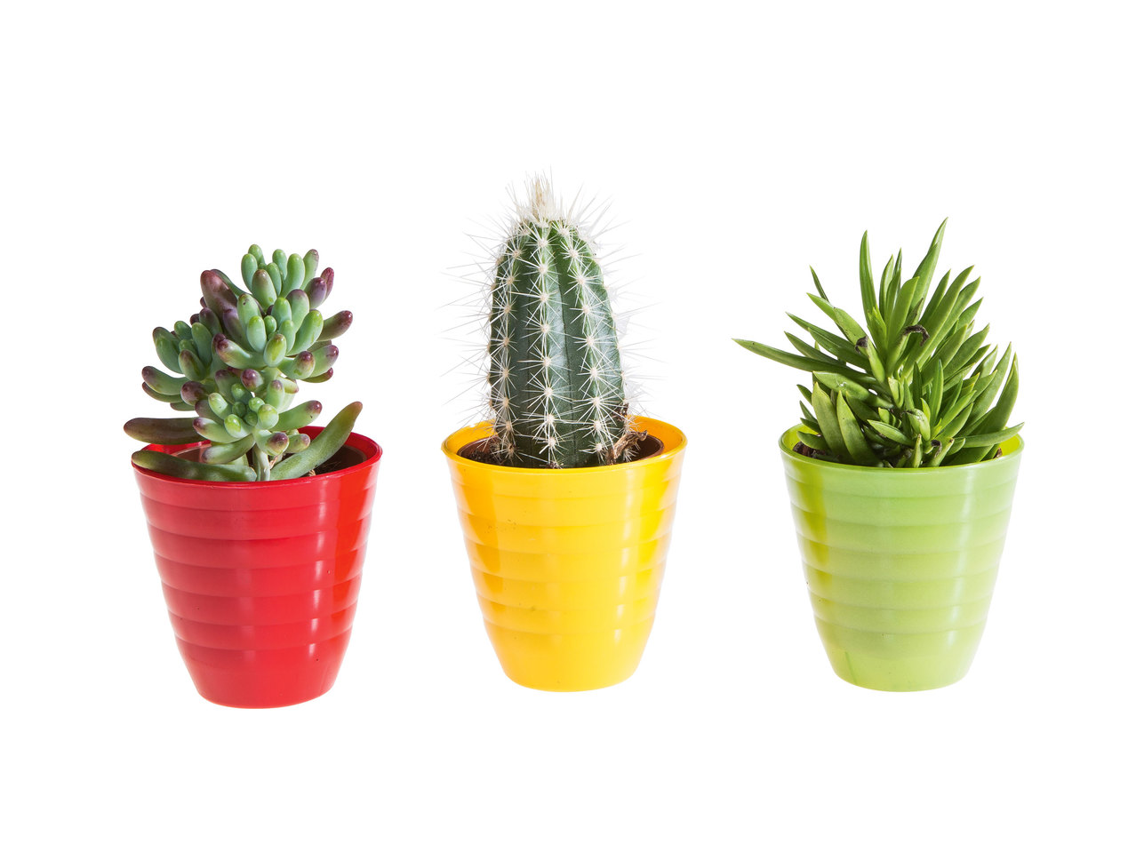 Mini-cactus ou plantes grasses