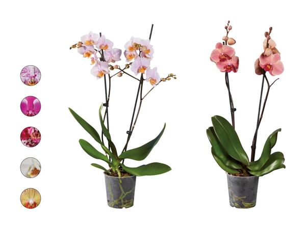 Phalaenopsis, 2 tiges