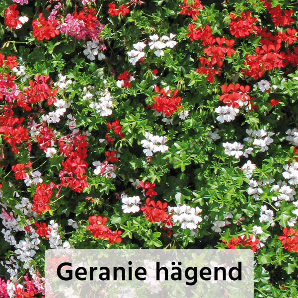 Geranien / Fuchsien