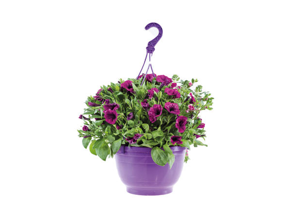 Large Hanging Planter1